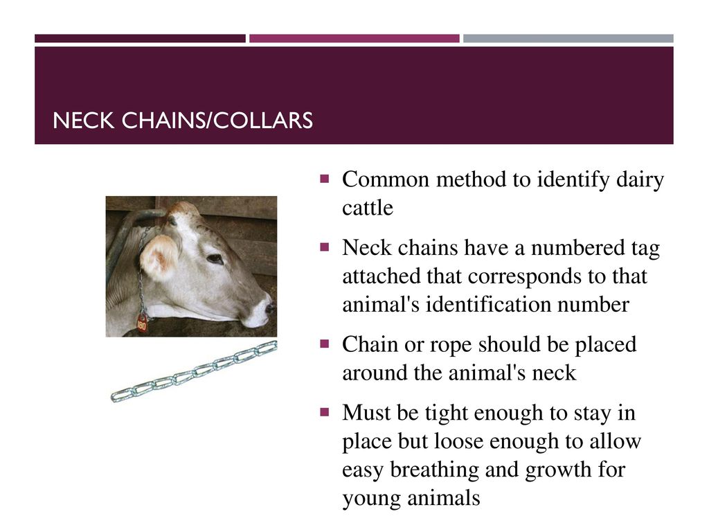 Dairy and Beef Cattle ID Methods - ppt download