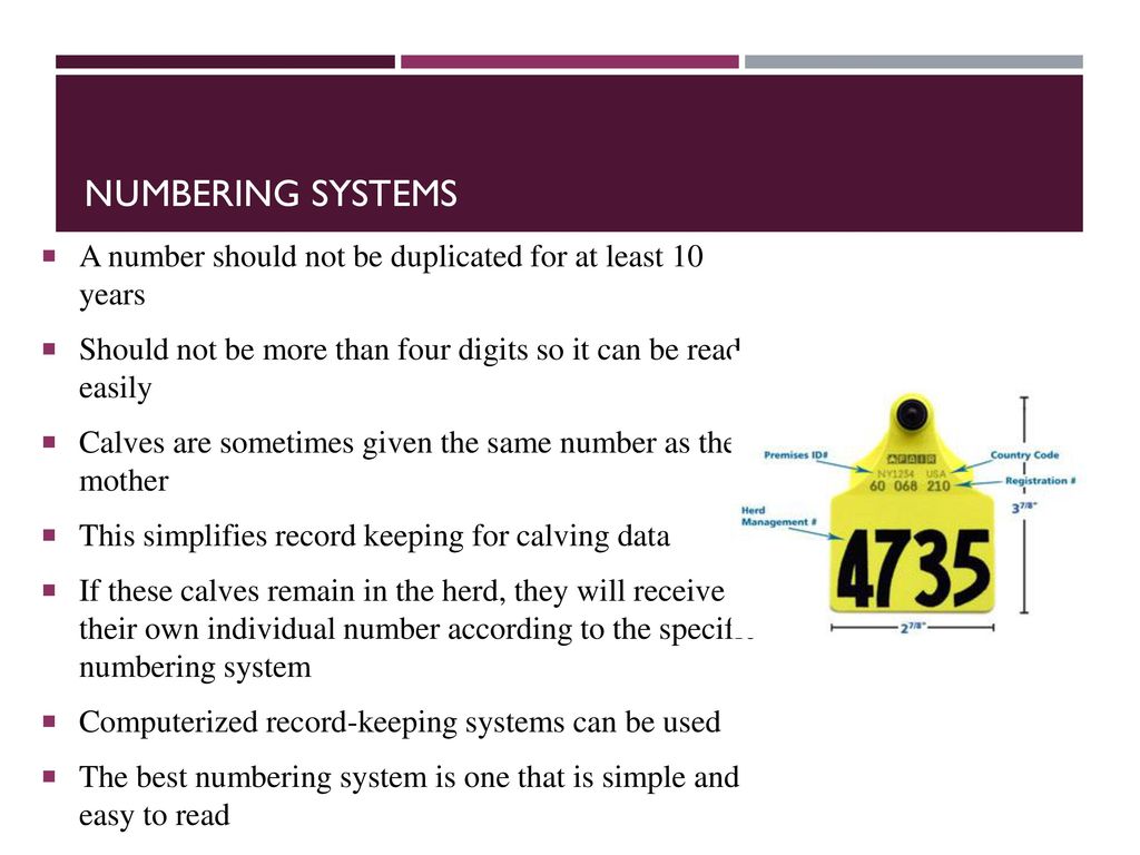 Dairy And Beef Cattle Id Methods Ppt Download
