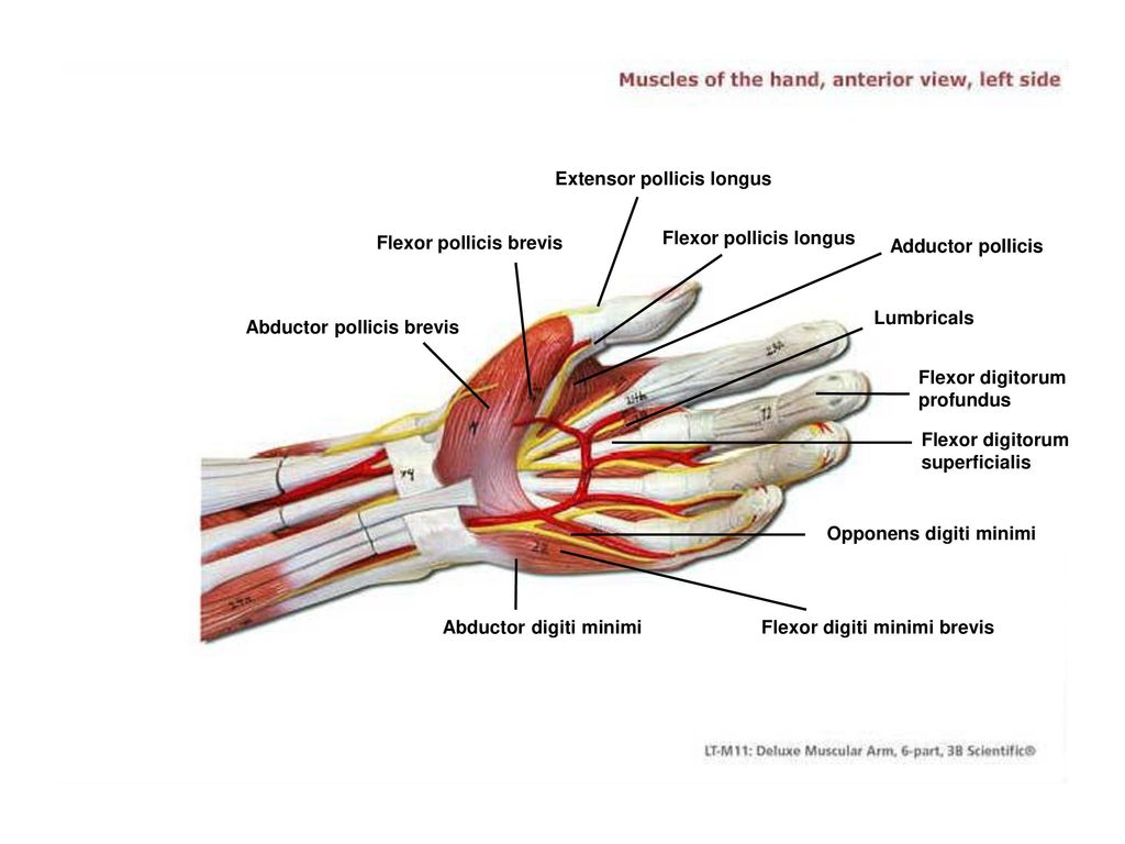 Мышцы большого пальца. M Flexor digiti Minimi Longus предплечье. 2. M. Flexor pollicis Brevis. Musculus Flexor digiti Minimi Longus. Flexor digiti Longus.