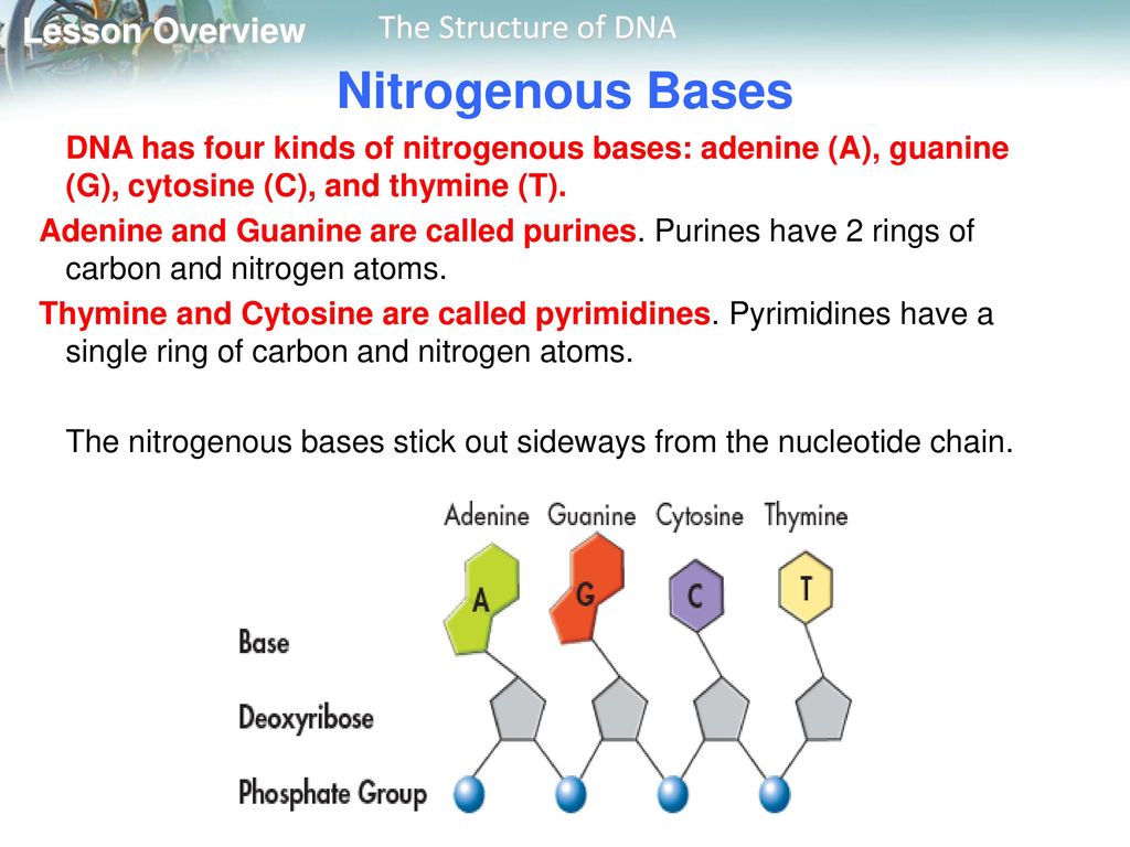 Nitrogenous Bases DNA has four kinds of nitrogenous bases: adenine (A), guanine (G), cytosine (C), and thymine (T).