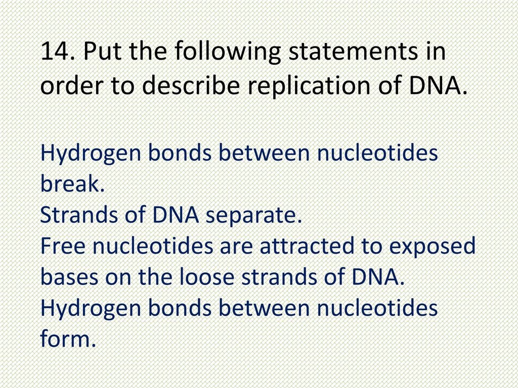 14. Put the following statements in order to describe replication of DNA.
