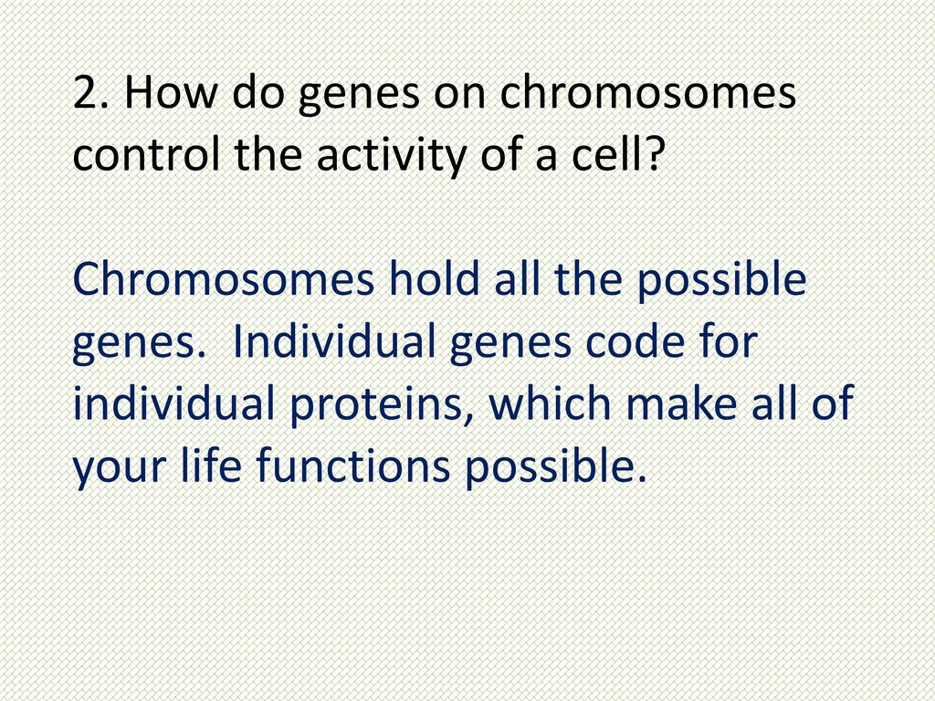 2. How do genes on chromosomes control the activity of a cell