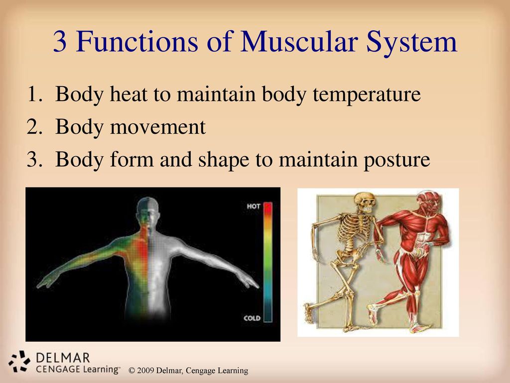 3 Functions of Muscular System