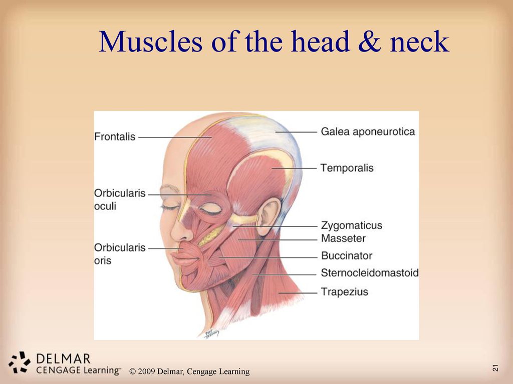 Muscles of the head & neck