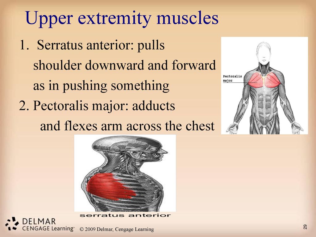 Upper extremity muscles