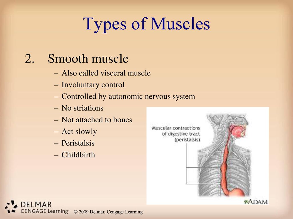 Types of Muscles 2. Smooth muscle Also called visceral muscle