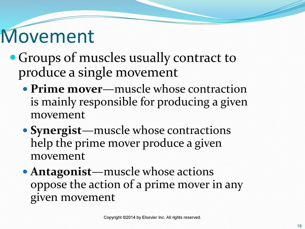 Chapter 09 The Muscular System Ppt Download chapter-09-the-muscular-system-ppt-download