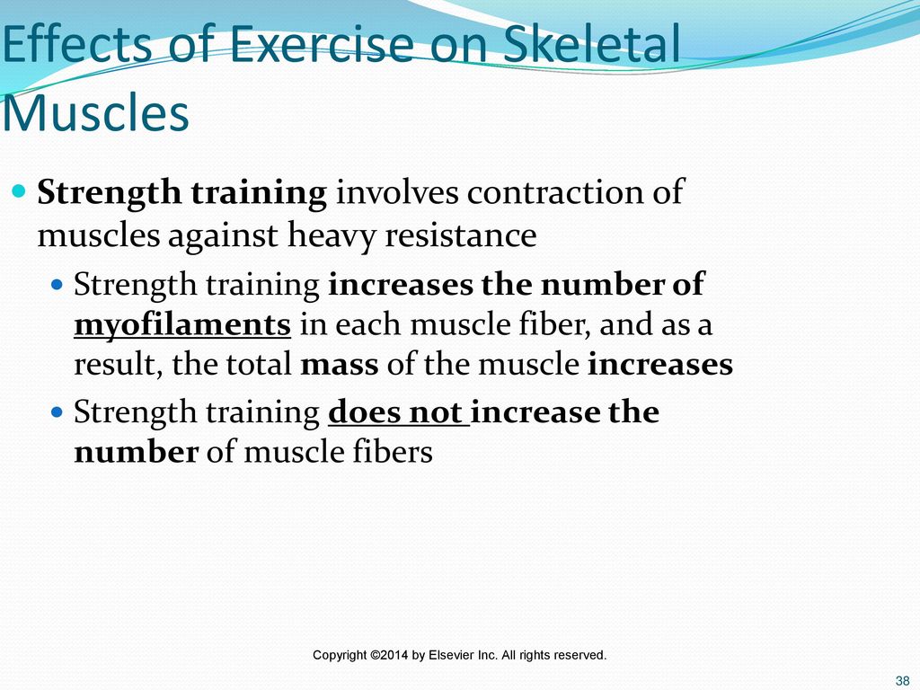 Effects of Exercise on Skeletal Muscles