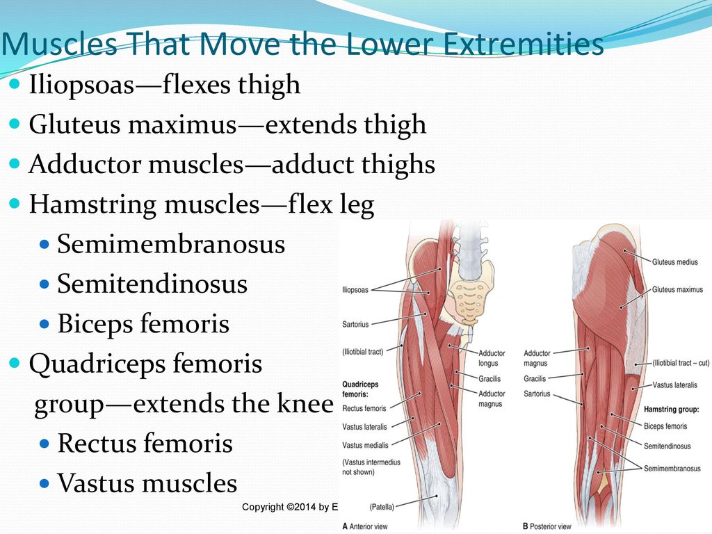 Muscles That Move the Lower Extremities
