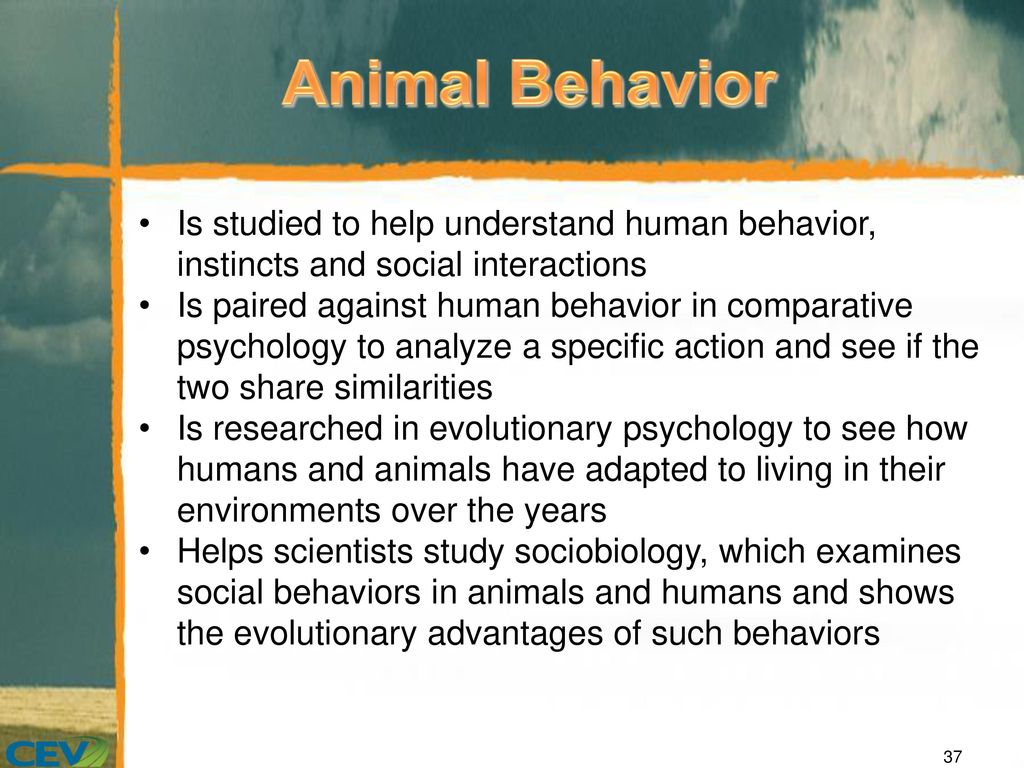 Objectives To assess the importance of studying animal behavior in  ethology. To analyze the factors affecting animal behavior. To describe the  importance. - ppt video online download
