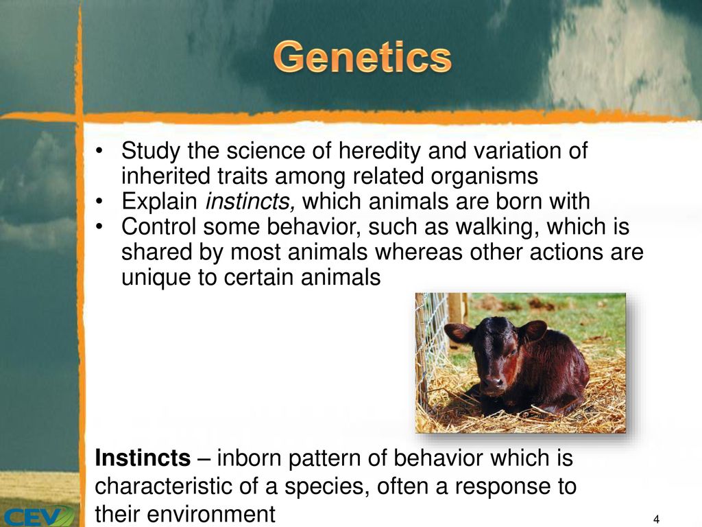 Objectives To assess the importance of studying animal behavior in  ethology. To analyze the factors affecting animal behavior. To describe the  importance. - ppt video online download