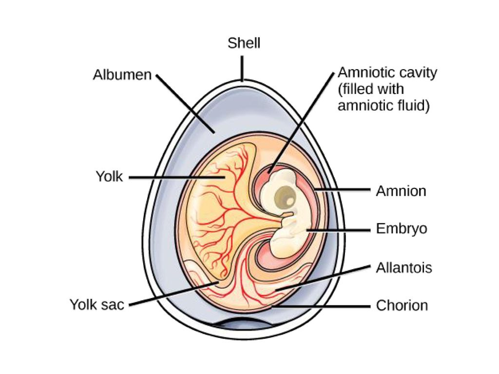 Амниотическое яйцо пресмыкающихся