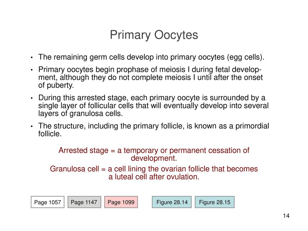 Female Reproductive System ppt download