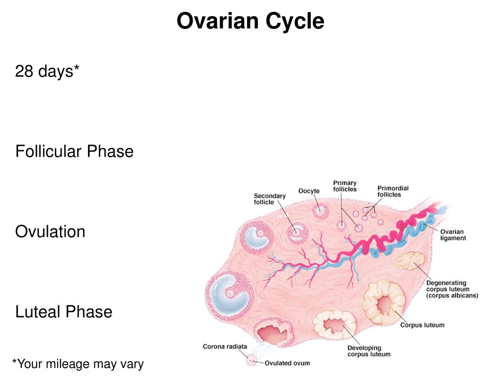 Female Reproductive System - Ppt Download