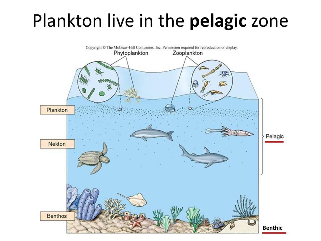Живые организмы нектон планктон бентос