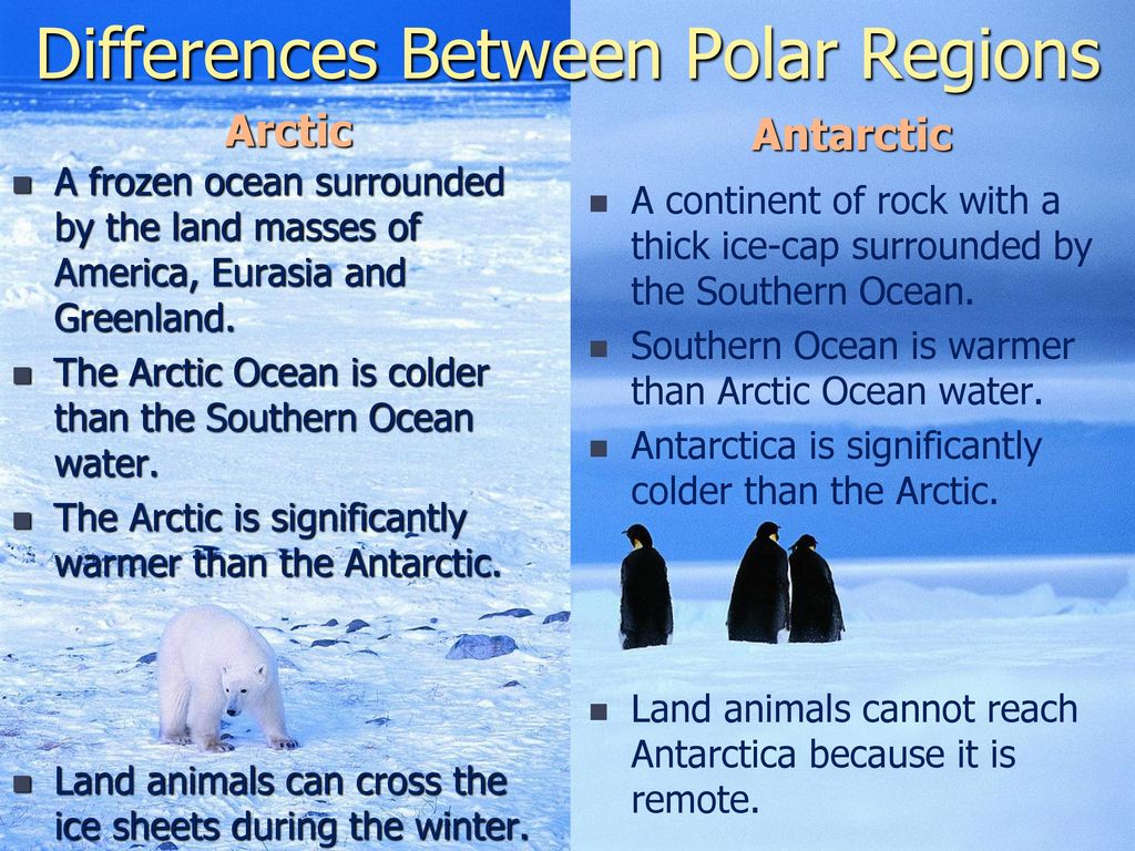 Introduction to Polar Sea Life: Arctic & Antarctic - ppt download