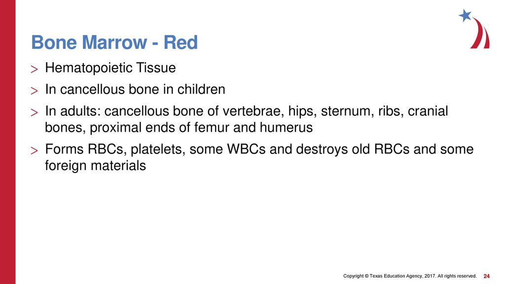 Skeletal System Structure and Function. - ppt download