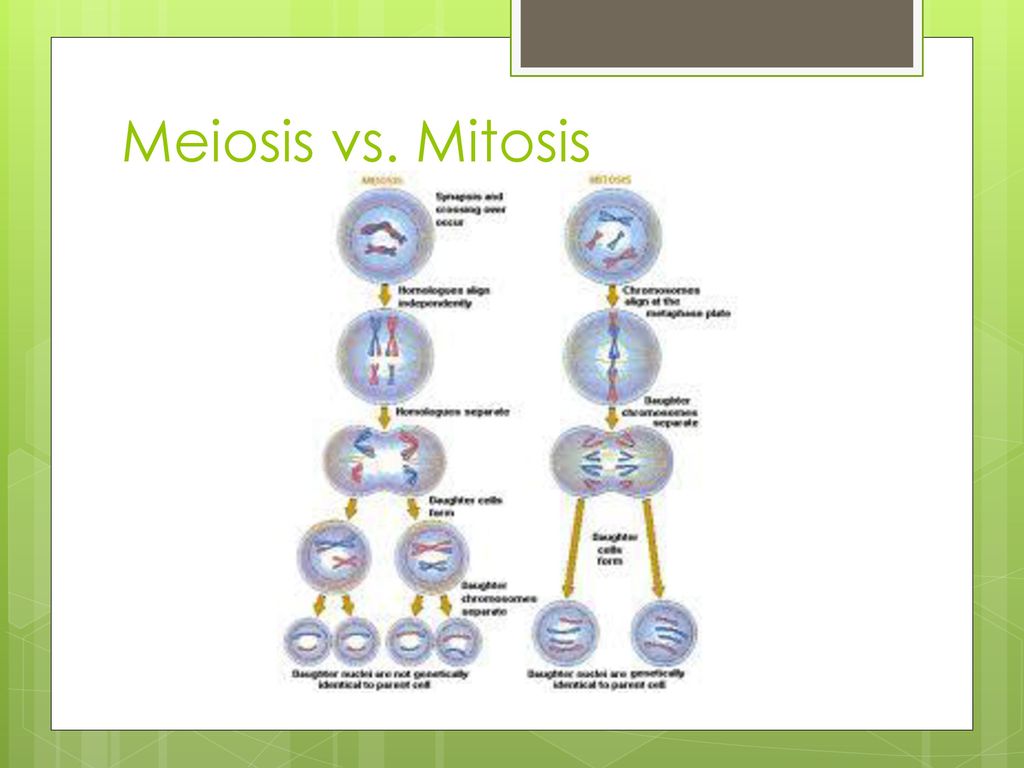 Heredity & Environment: Chapter 3 - ppt download