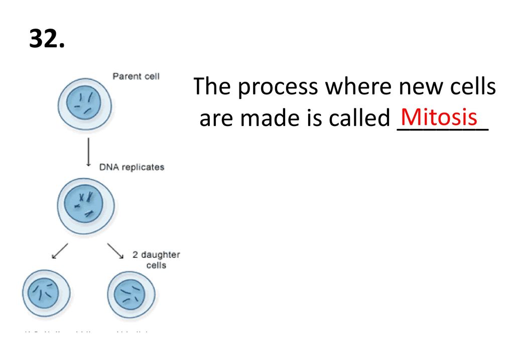The process where new cells are made is called _______