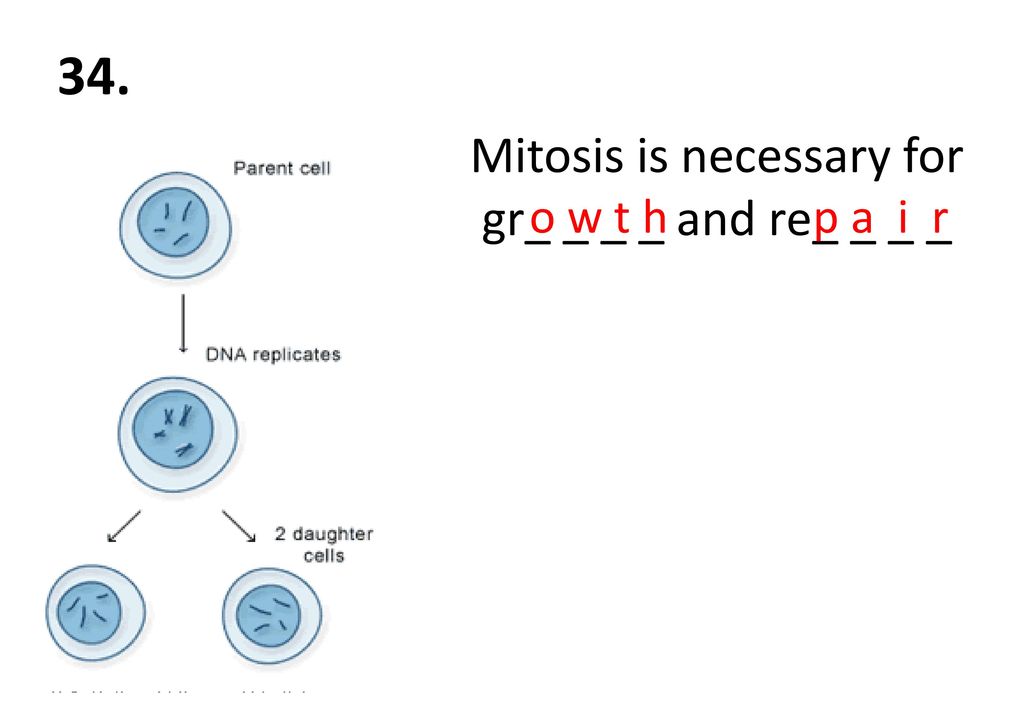 Mitosis is necessary for gr_ _ _ _ and re_ _ _ _