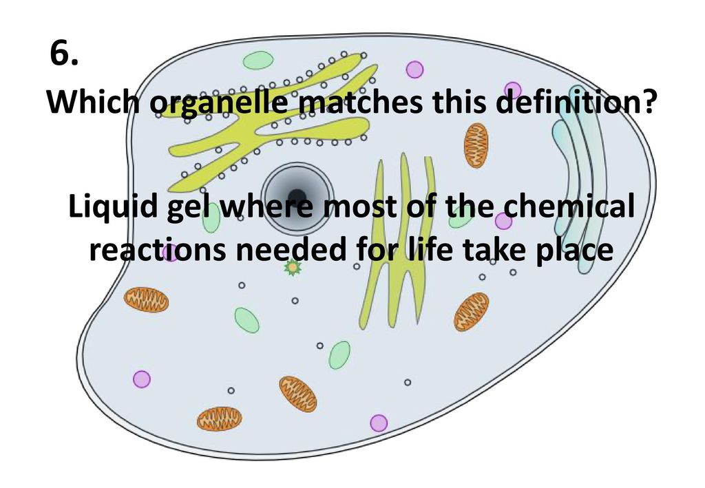 6. Which organelle matches this definition.