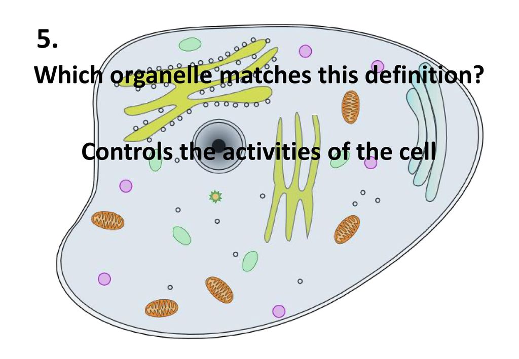 5. Which organelle matches this definition Controls the activities of the cell
