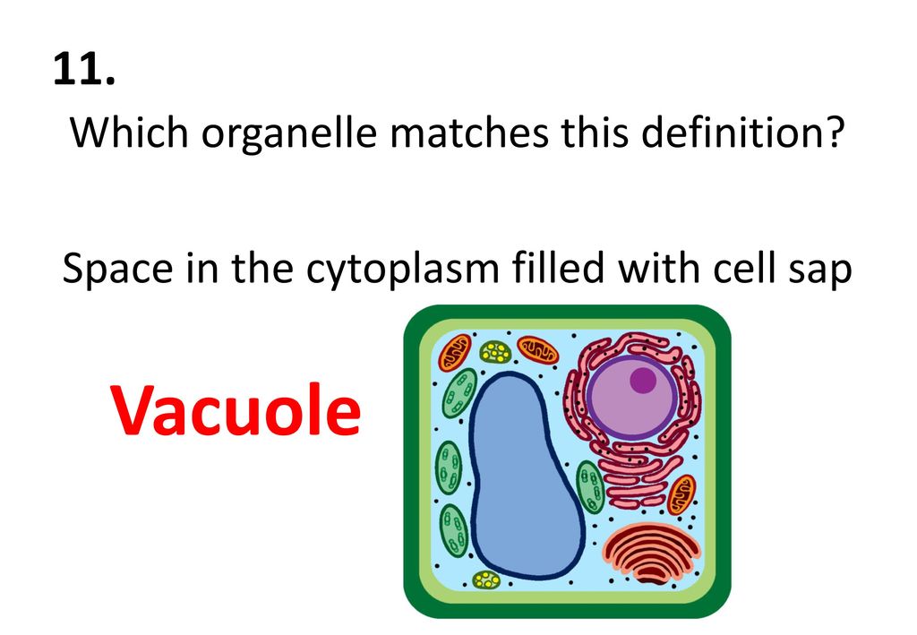 11. Which organelle matches this definition Space in the cytoplasm filled with cell sap Vacuole