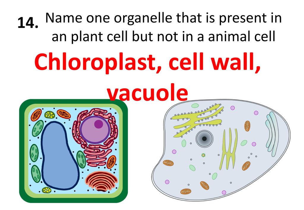 Chloroplast, cell wall, vacuole