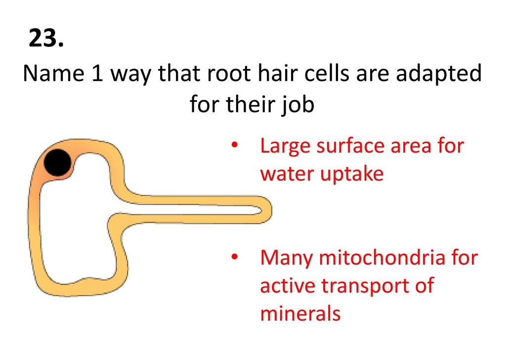 Name 1 way that root hair cells are adapted for their job