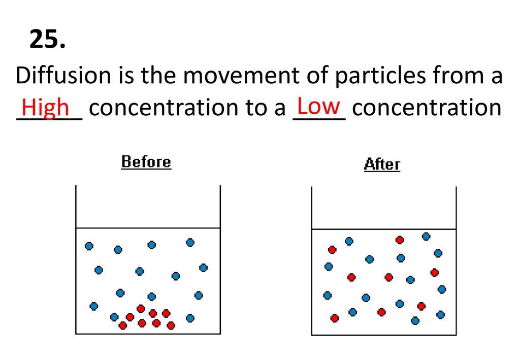 25. Diffusion is the movement of particles from a _____ concentration to a ____ concentration. High.
