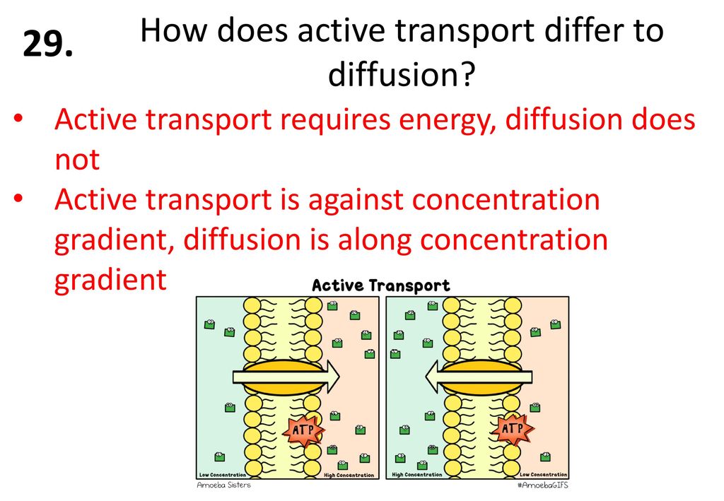 How does active transport differ to diffusion