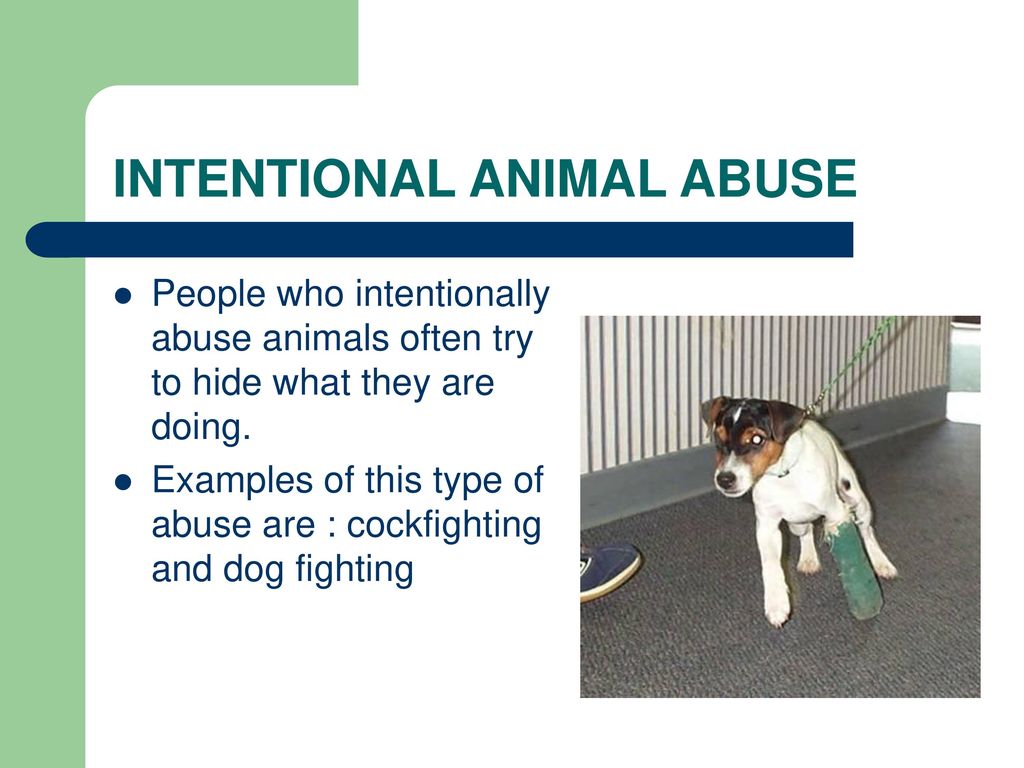 PREVENTING ANIMAL CRUELTY - ppt download