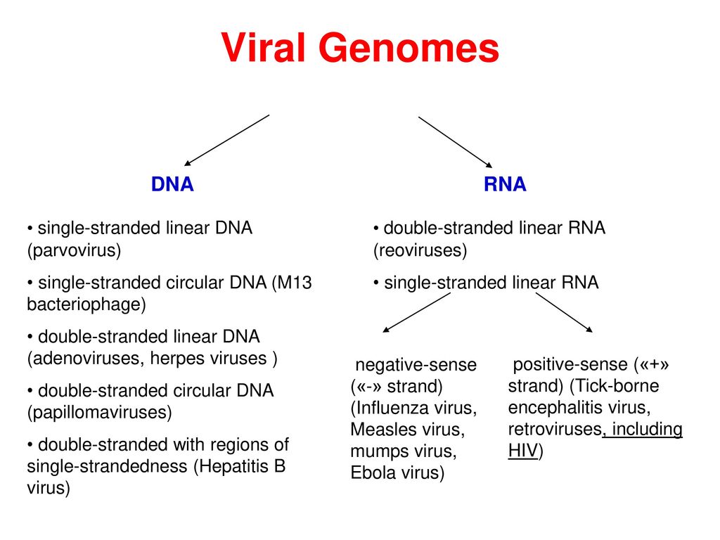 Organization Of Prokaryotic Eukaryotic And Viral Genomes Ppt Video Online Download