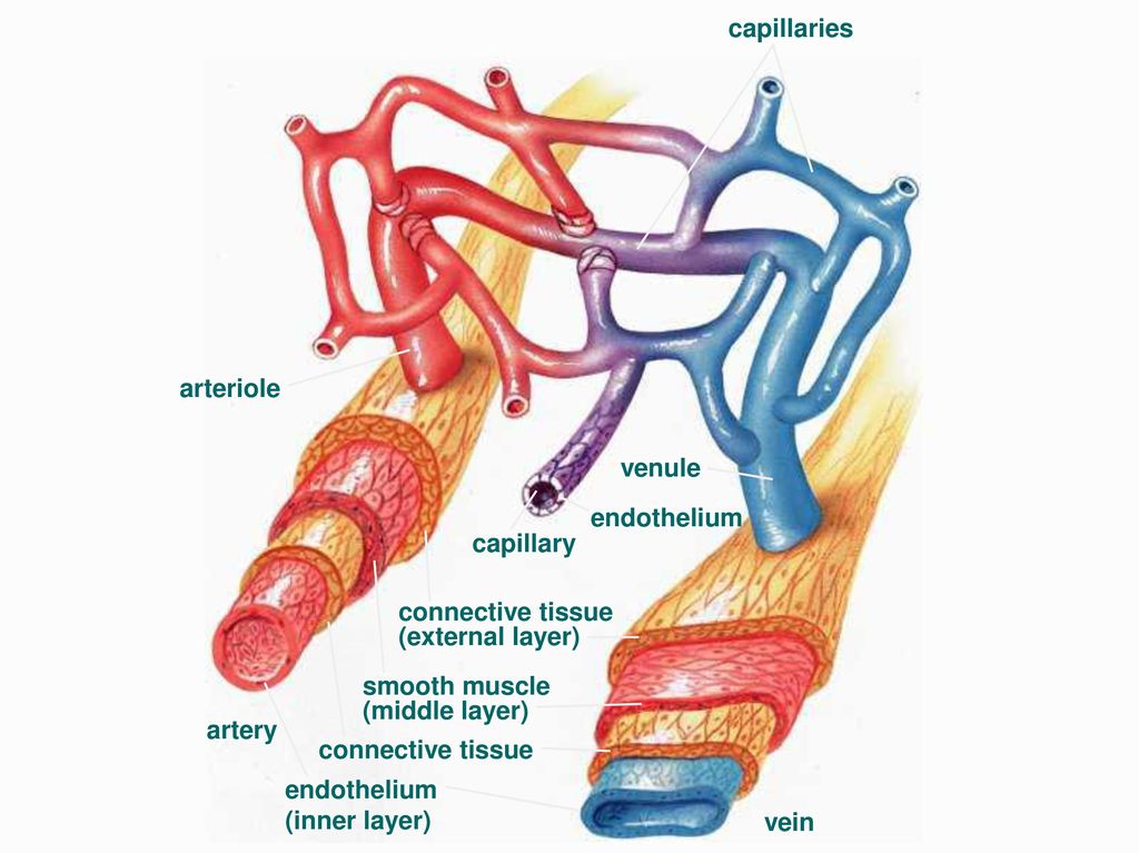 Homeostasis and the Organization of the Animal Body - ppt download