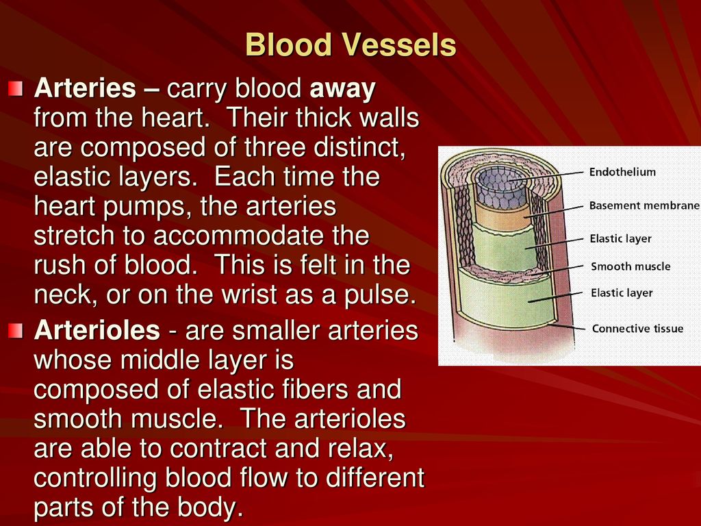 Circulation The human circulatory system consists of 96,000 km of blood ... Biology Diagrams