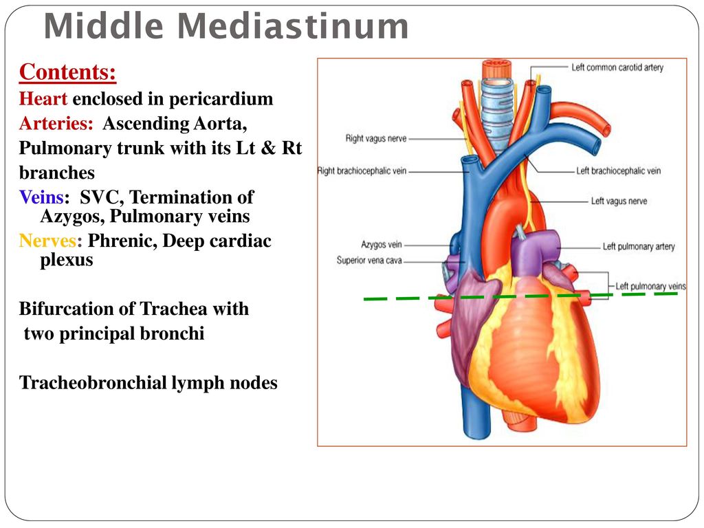 Middle Mediastinum Contents: Heart enclosed in pericardium