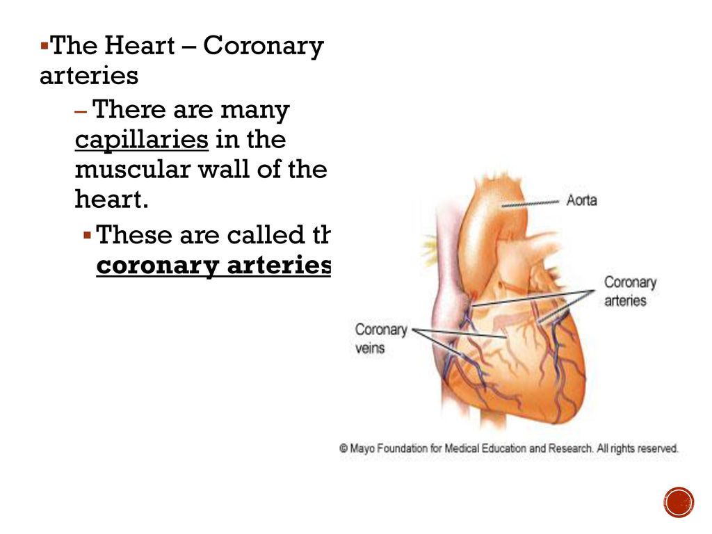 The Heart – Coronary arteries