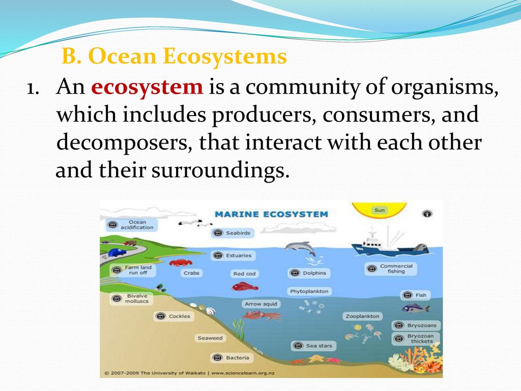 ocean decomposers