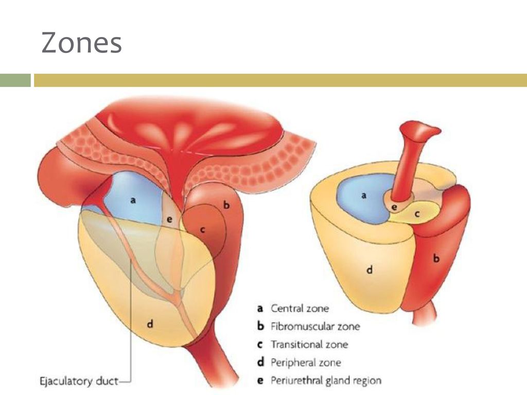 Транзиторная зона предстательной железы. Зональная анатомия предстательной железы по MCNEAL. Сегменты простаты схема. Зоны простаты анатомия.