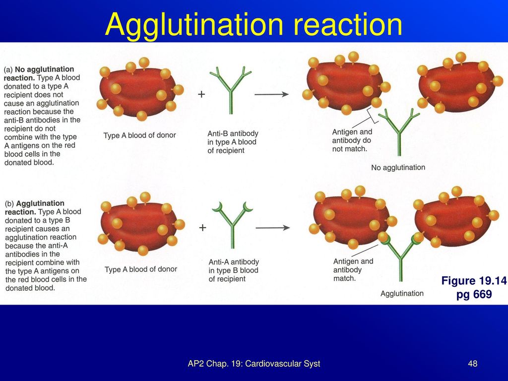 Реакция агглютинации антиген