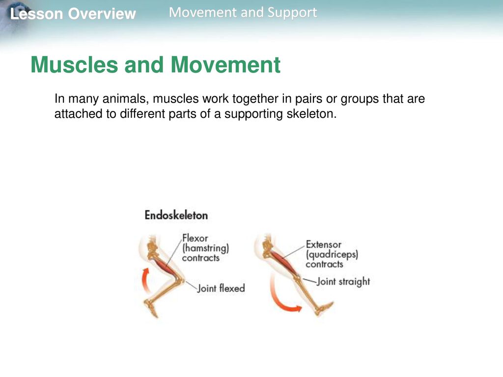 Lesson Overview  Movement and Support. - ppt download