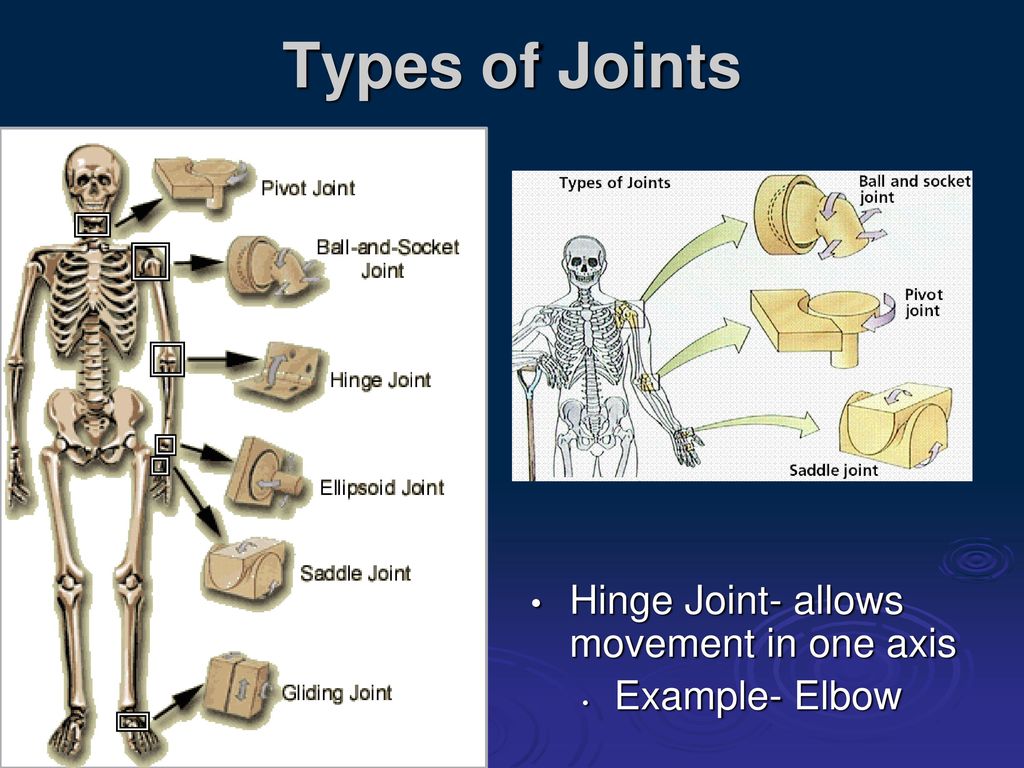 Animal Joints and Joint Types - ppt download
