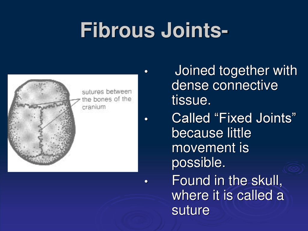 Animal Joints and Joint Types - ppt download