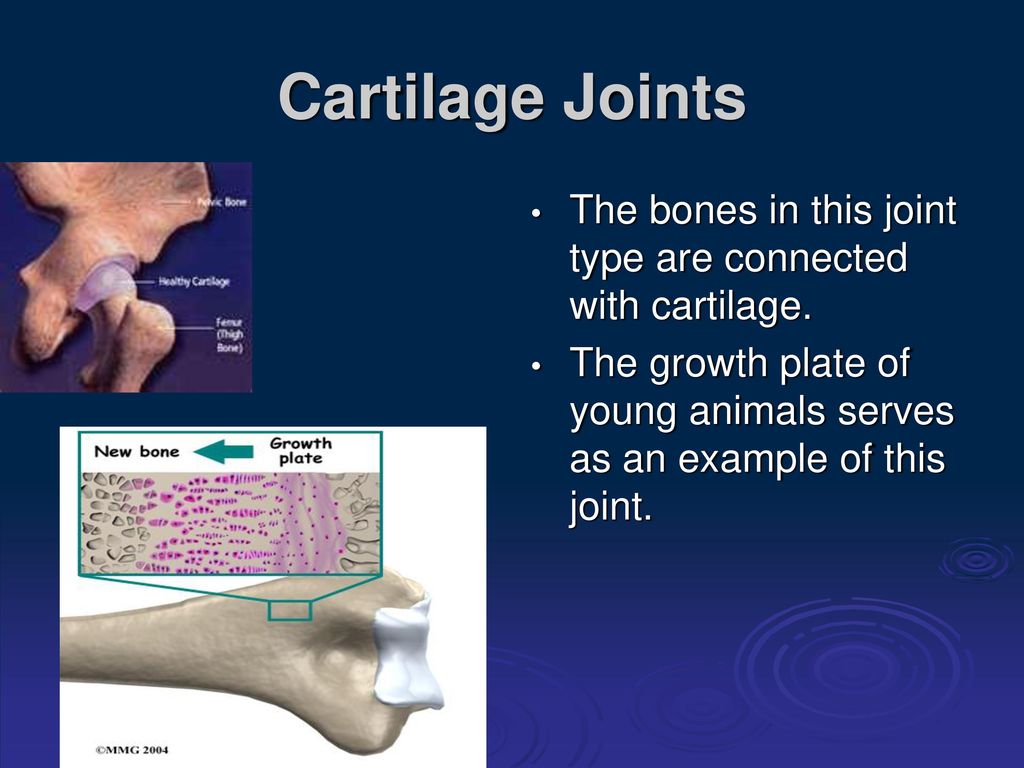 Animal Joints and Joint Types - ppt download Animal Joints and Joint Types - ppt download