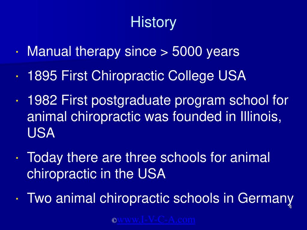 Chiropractic for Horses - ppt download