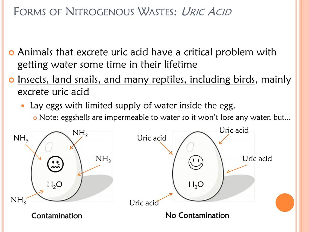 Osmoregulation and Excretion - ppt download Osmoregulation and Excretion - ppt download