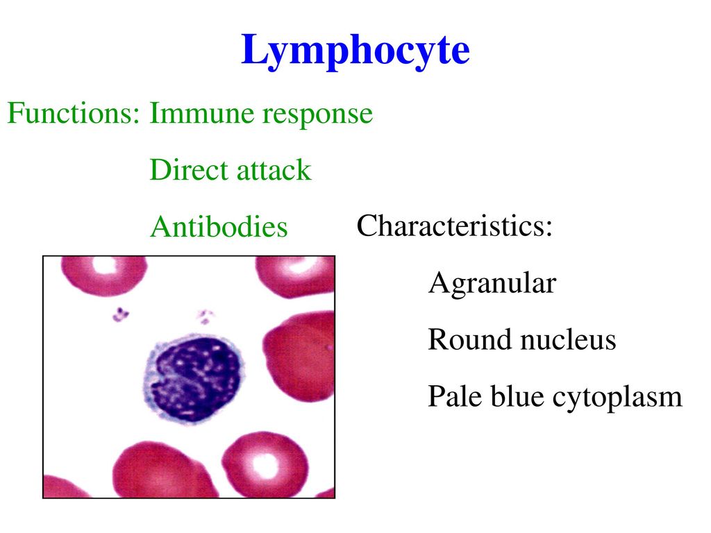 Lymphocyte Functions: Immune response Direct attack Antibodies