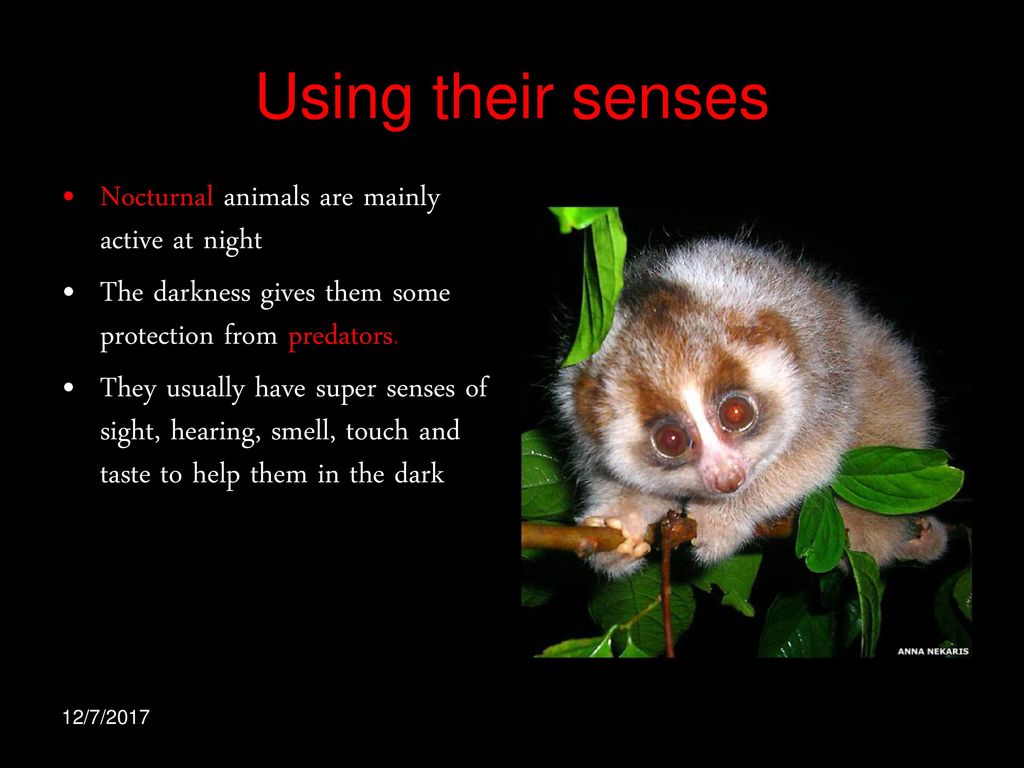 Animals that are most active at night D Wood - ppt download