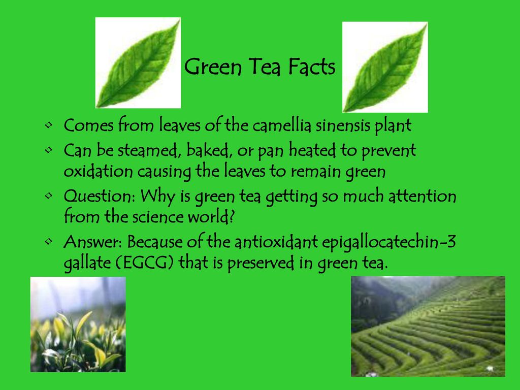 Green Tea By: Amy Osborne. - ppt download