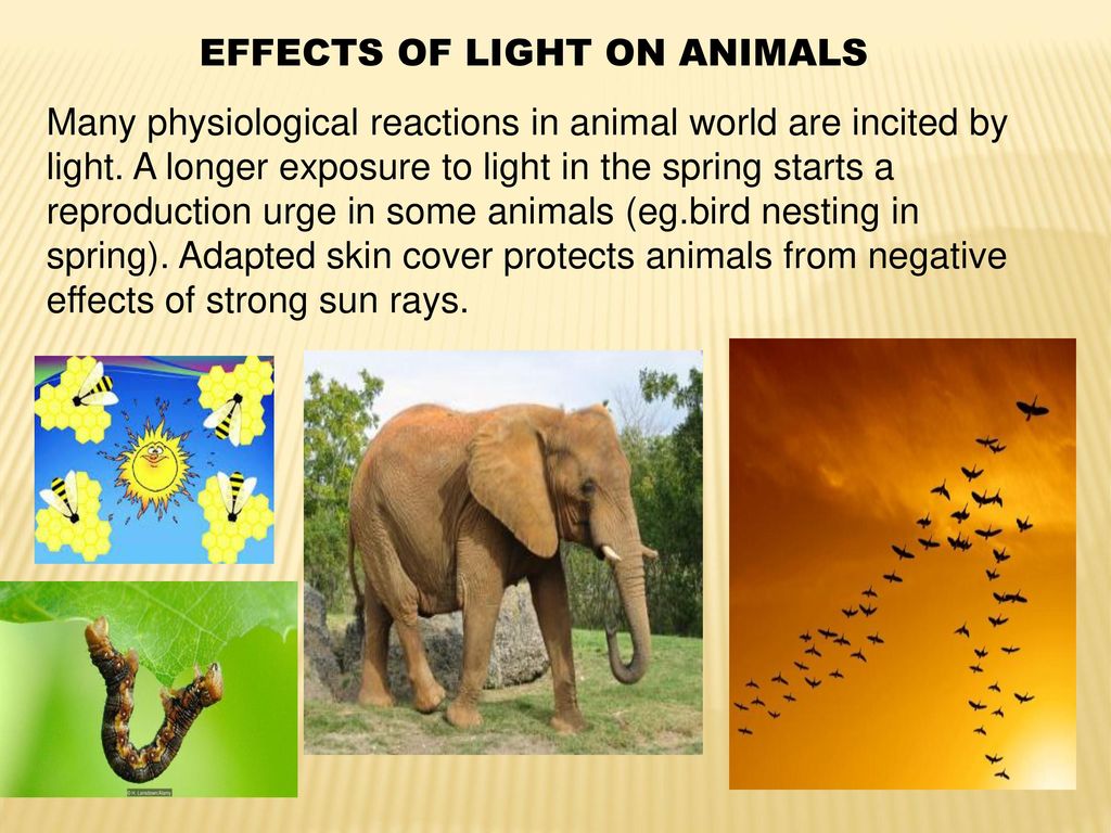 THE EFFECT OF LIGHT ON ALL LIFE FORMS - ppt video online download